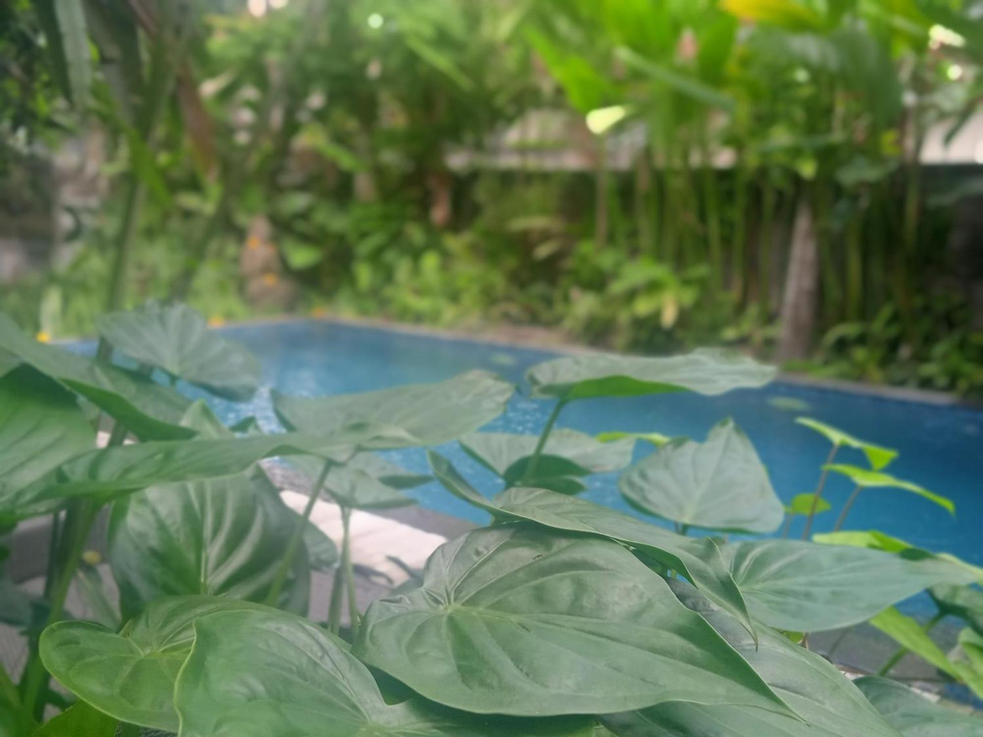 Tanah Semujan Ubud Rum bild
